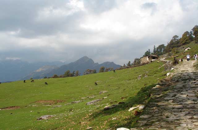 Chandrashila Summit Trek