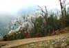 Rhododendron Trek