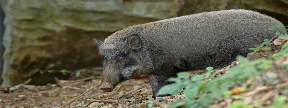 Dudhwa National Park