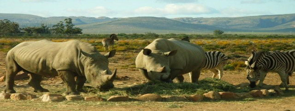 Kaziranga National Park