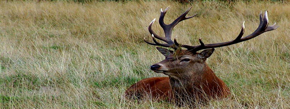 National Chambal Wildlife Sanctuary