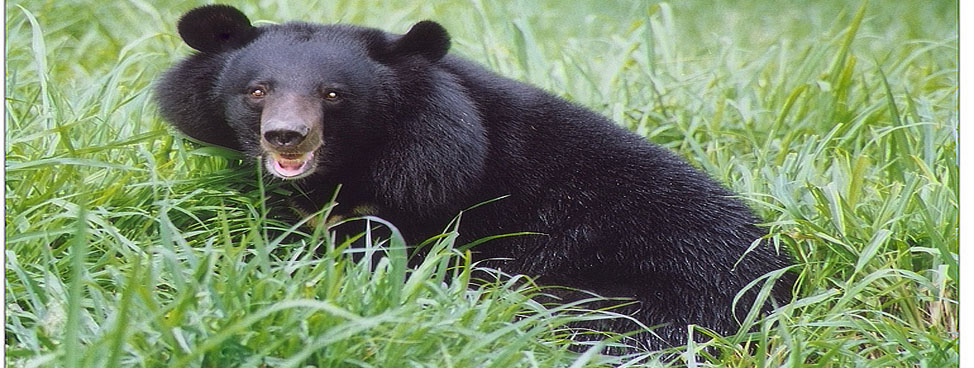 Panna National Park