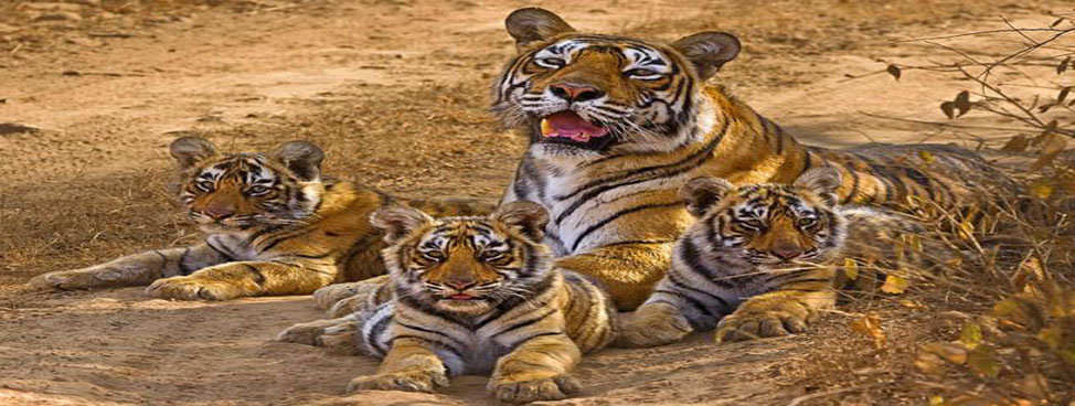 Sariska Wildlife Sanctuaries